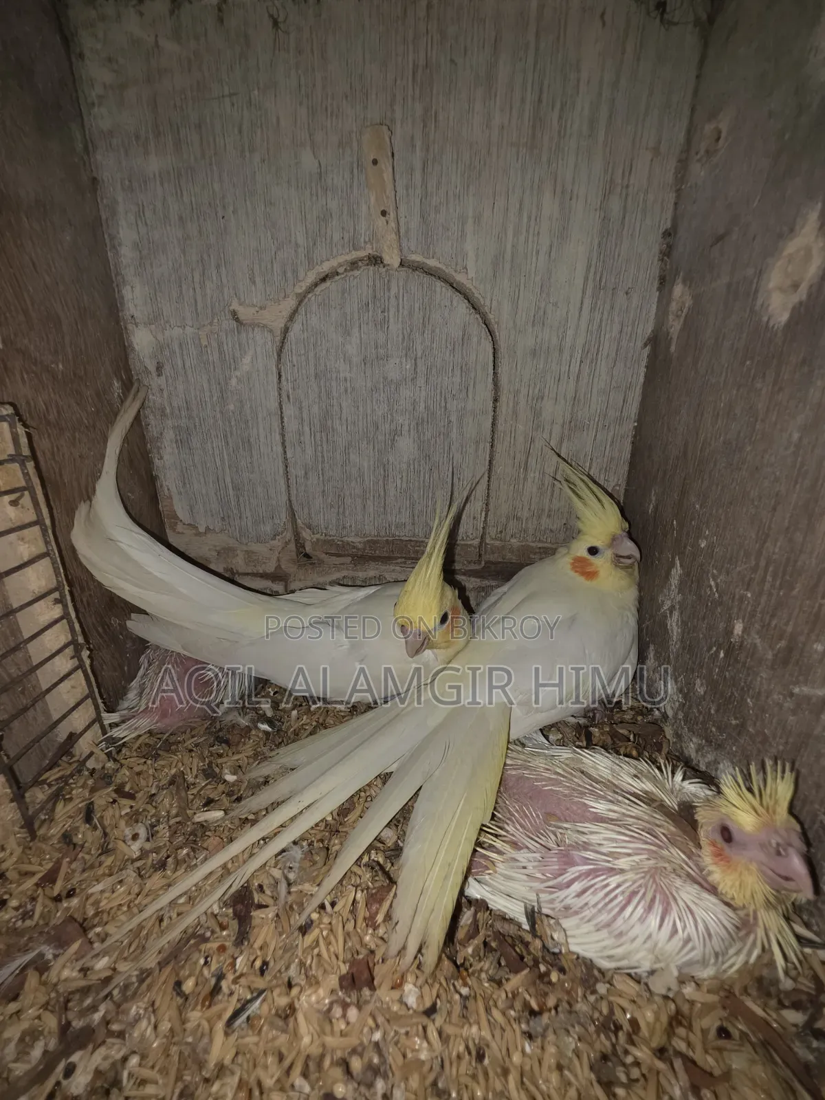কোকাটেল পাখি