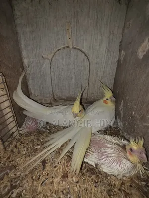 কোকাটেল পাখি