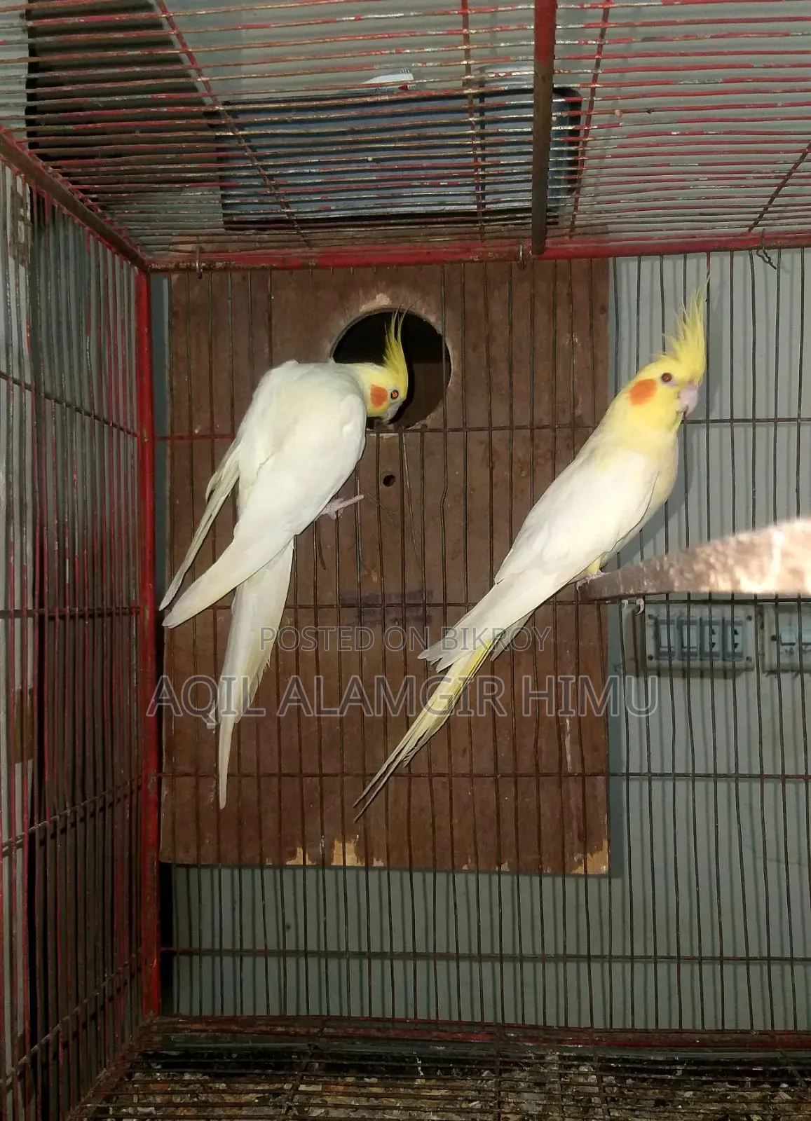 কোকাটেল পাখি
