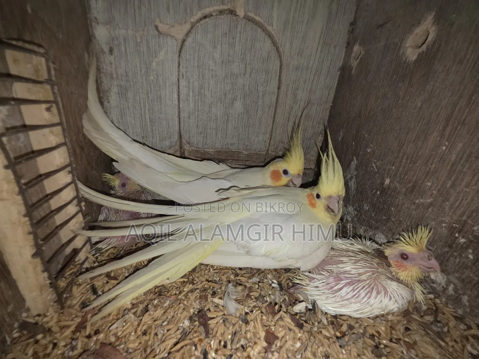 কোকাটেল পাখি