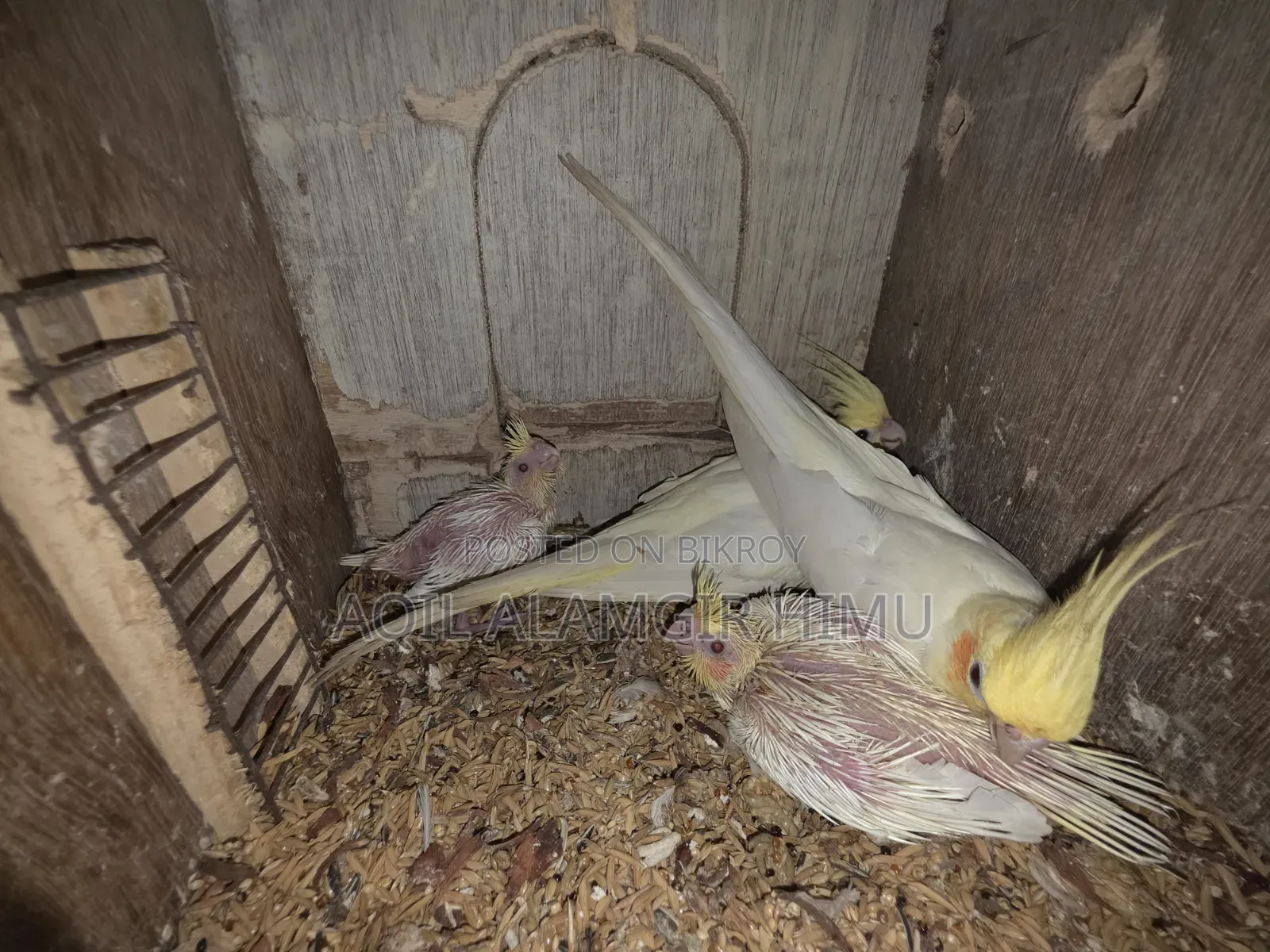 কোকাটেল পাখি