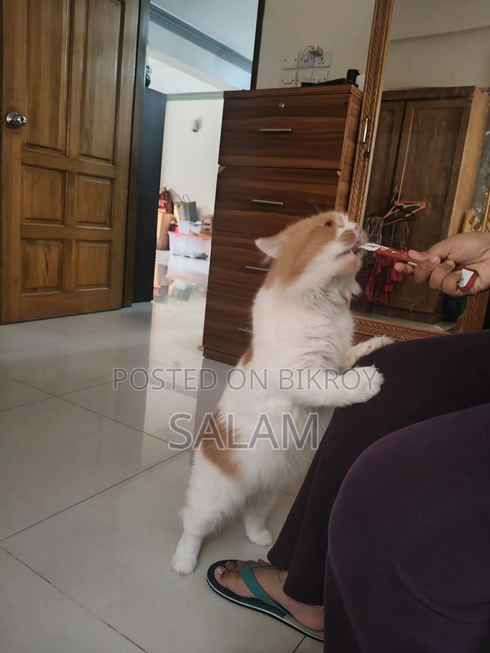 1+ year Male Purebred Persian