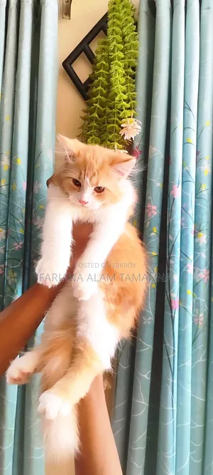৩-৬ মাসের ফিমেল পিওরব্রেড পার্শিয়ান