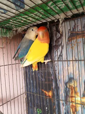 A pair of adult lovebirds for sale