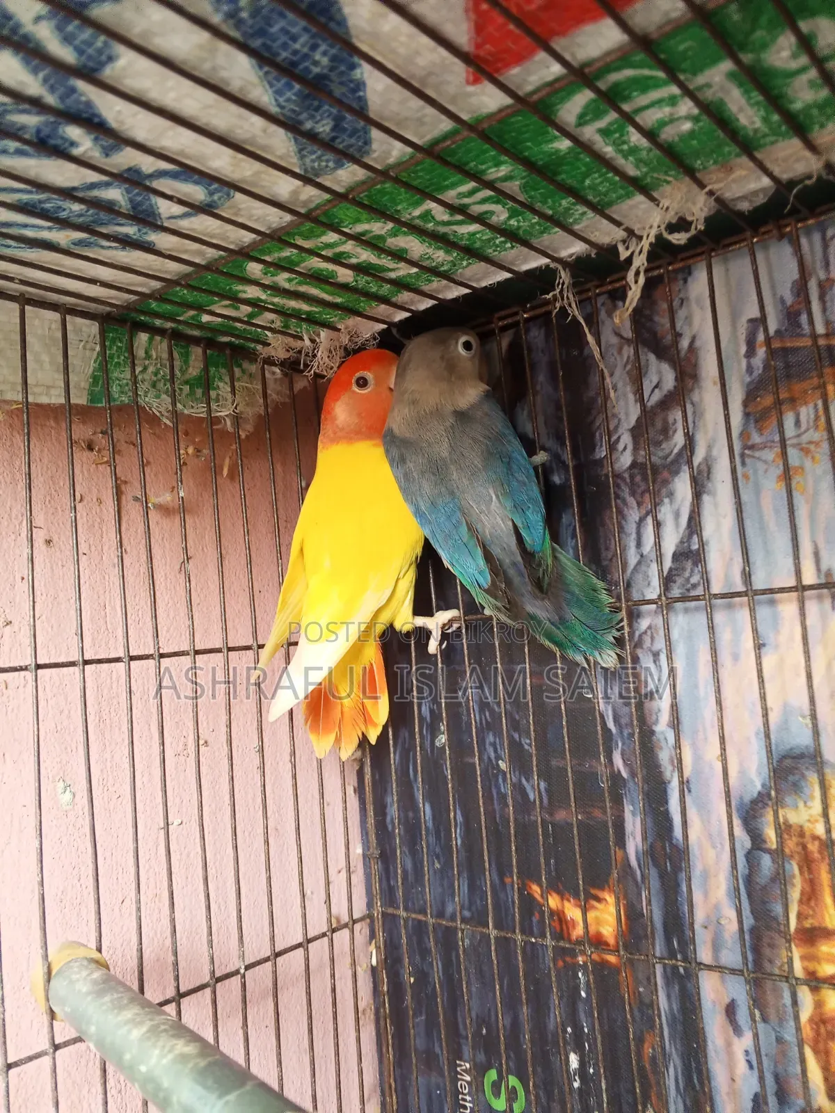 A pair of adult lovebirds for sale