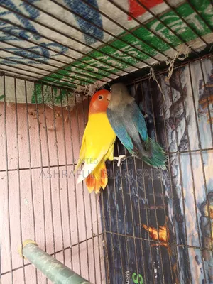 A pair of adult lovebirds for sale