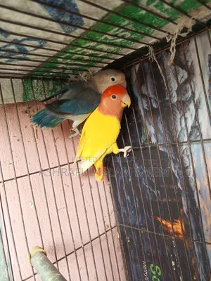 A pair of adult lovebirds for sale