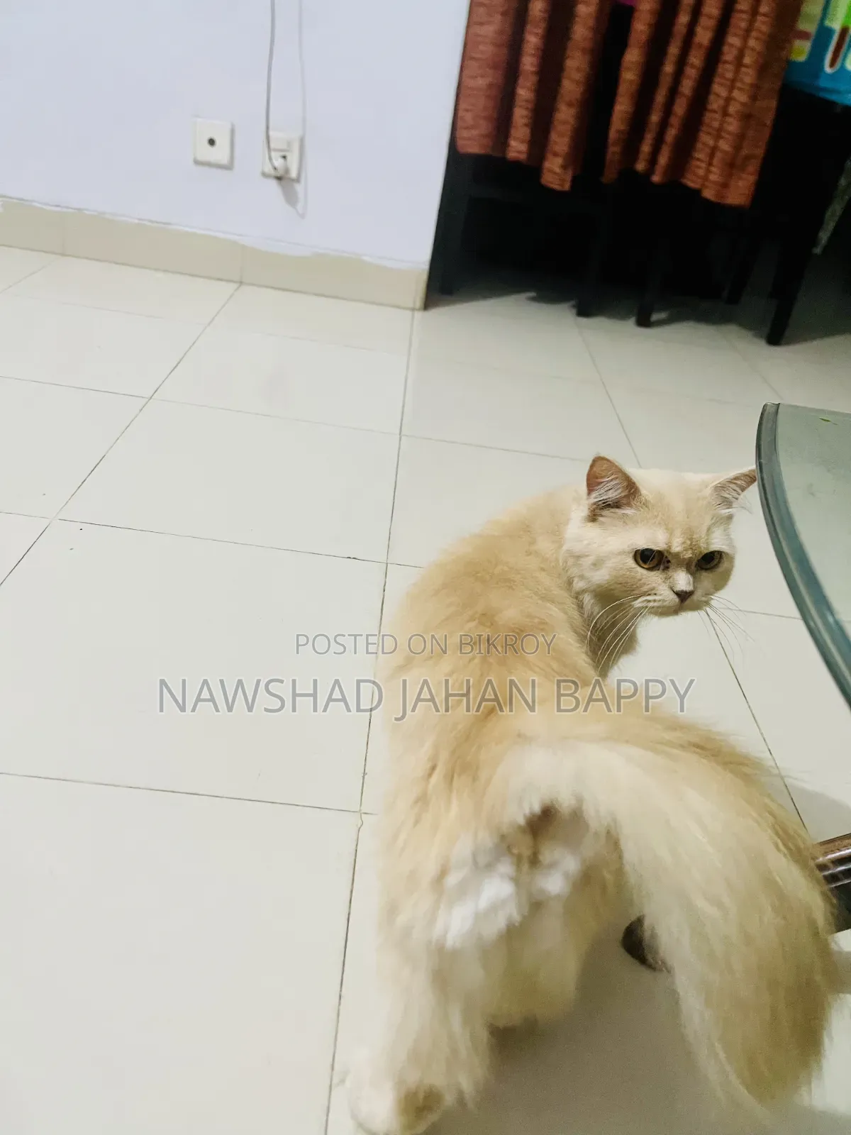 ১+ বছরের ফিমেল পিওর ব্রেড পার্সিয়ান বিড়াল