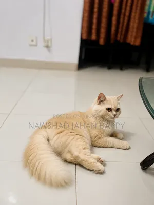 ১+ বছরের ফিমেল পিওর ব্রেড পার্সিয়ান বিড়াল