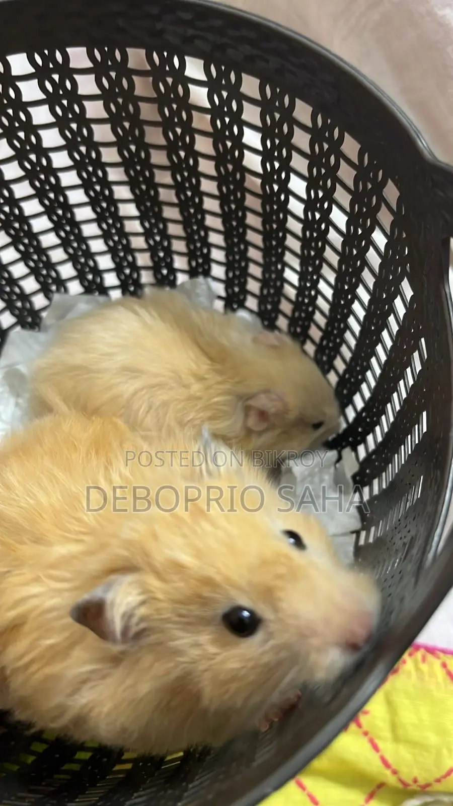 Syrian Hamster Baby Sell (Hand Tamed)