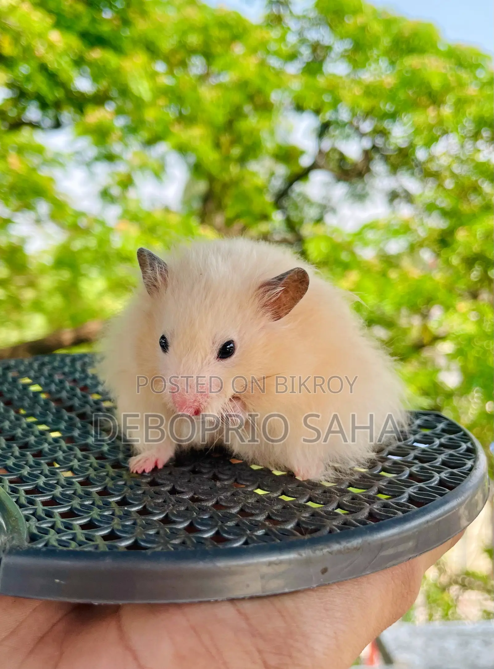 Syrian Hamster Baby Sell (Hand Tamed)