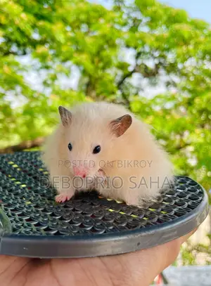 Syrian Hamster Baby Sell (Hand Tamed)