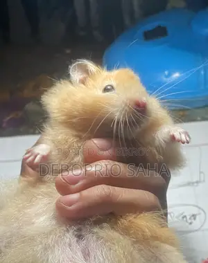 Syrian Hamster Baby Sell (Hand Tamed)