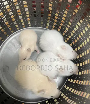 Syrian Hamster Baby Sell (Hand Tamed)