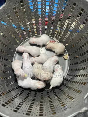 Syrian Hamster Baby Sell (Hand Tamed)