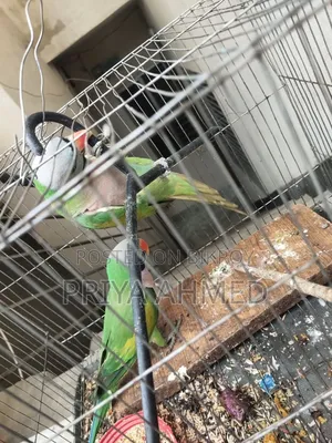 2 Parrots for 4200 Taka