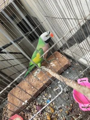 2 Parrots for 4200 Taka