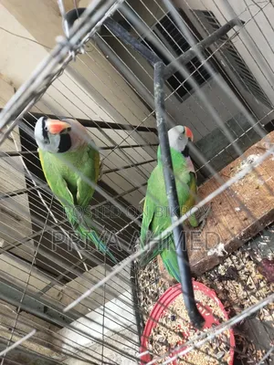 2 Parrots for 4200 Taka