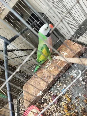 2 Parrots for 4200 Taka