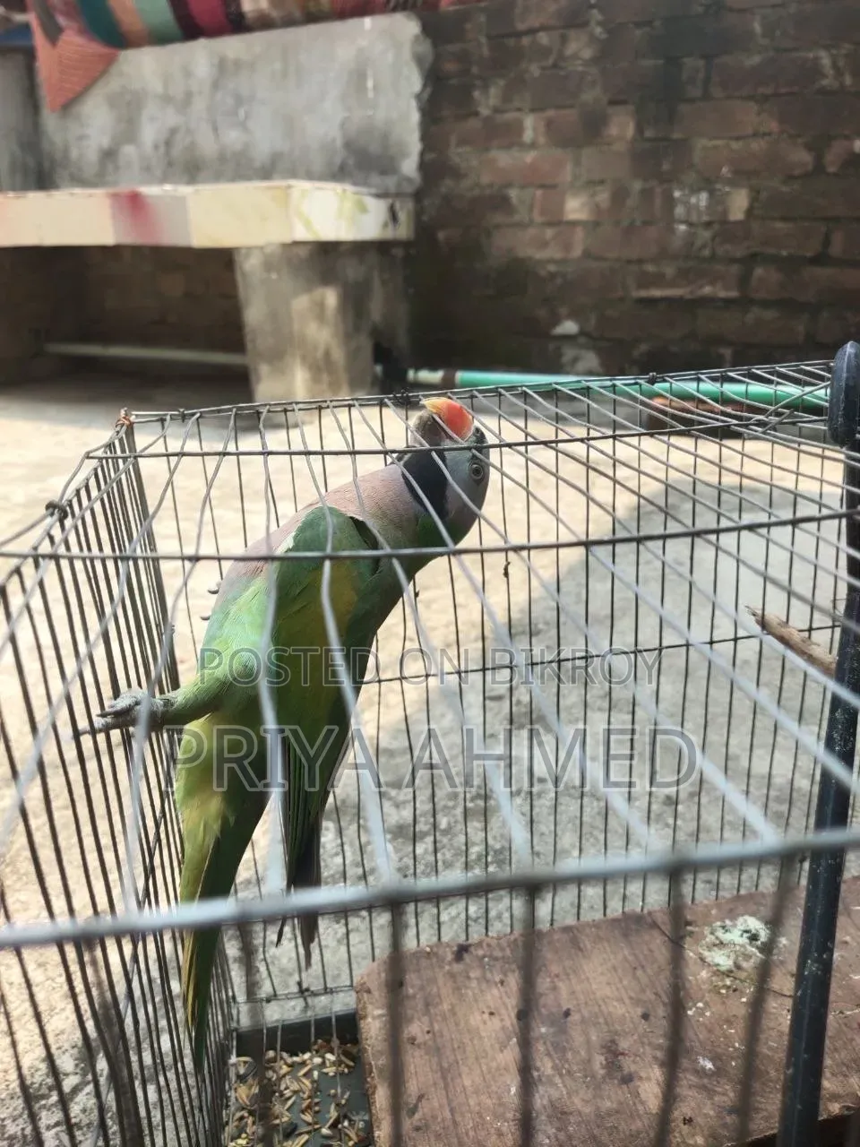 2 Parrots for 4200 Taka