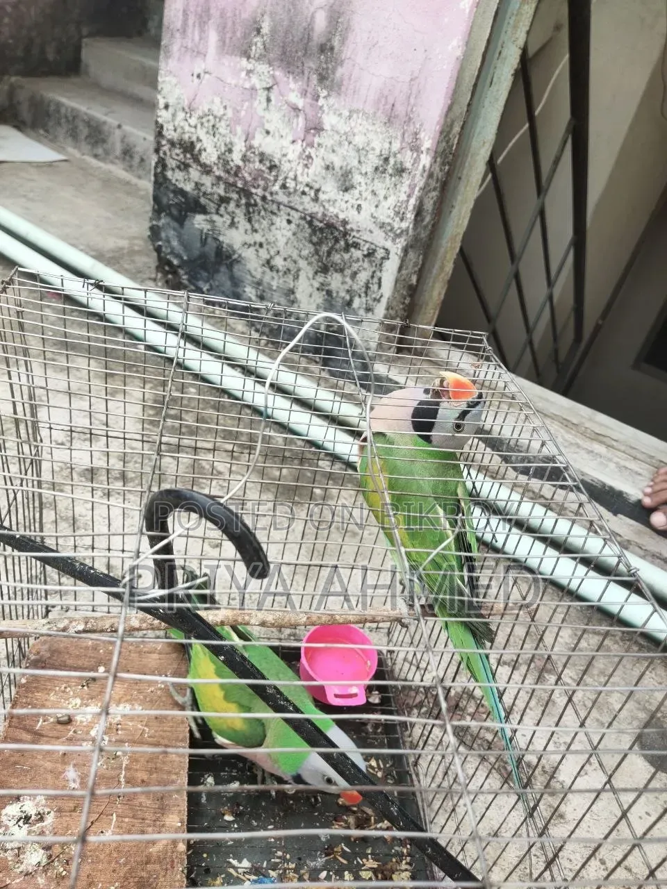 2 Parrots for 4200 Taka