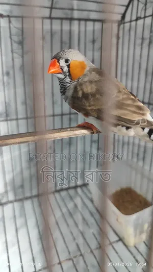 ফিঞ্চ পাখি