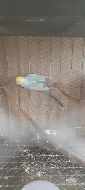 Rainbow Budgie Male