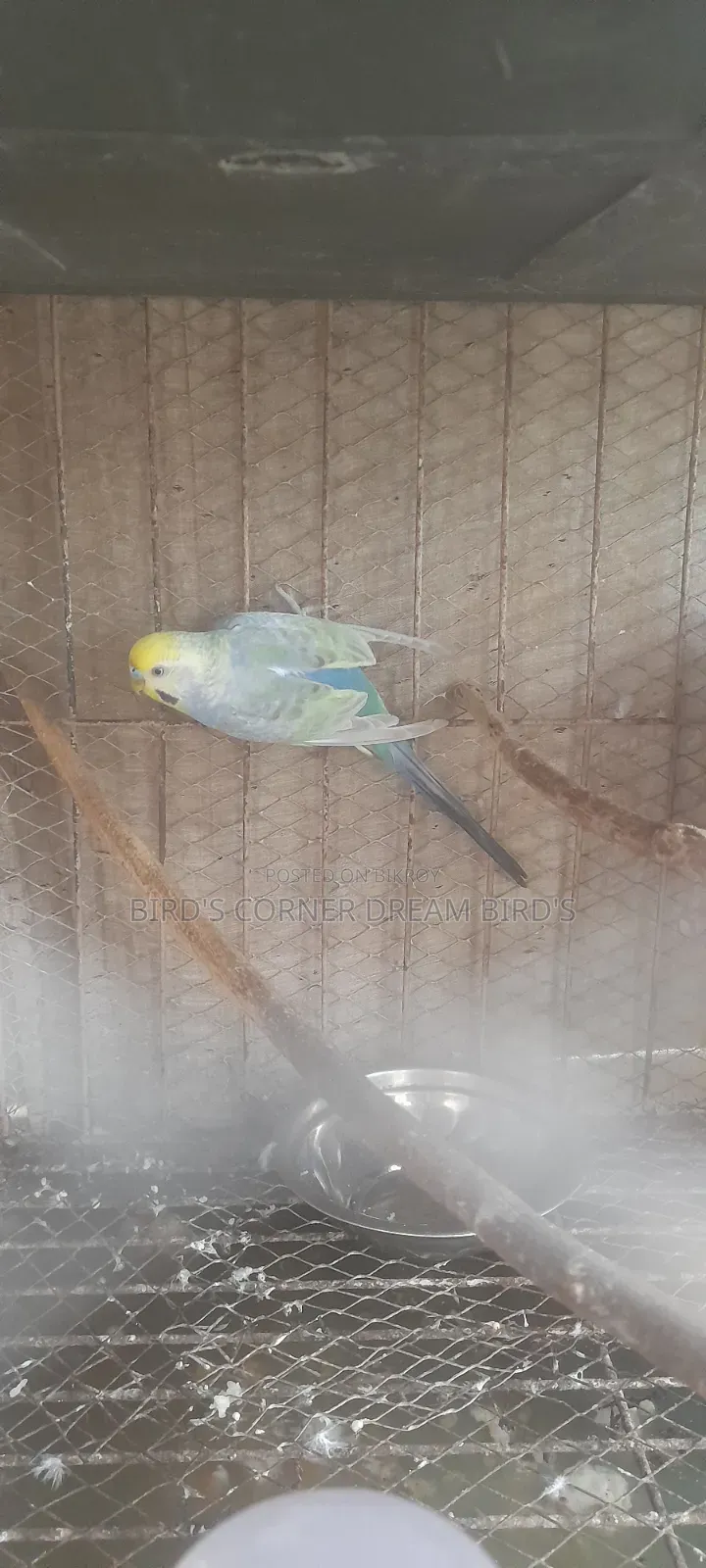 Rainbow Budgie Male