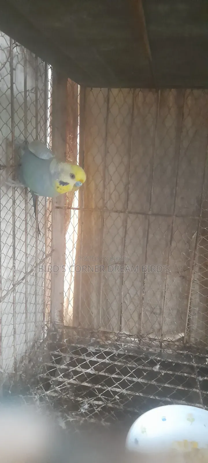 Rainbow Budgie Male