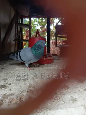জালালি কবুতর
