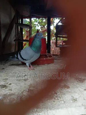 জালালি কবুতর