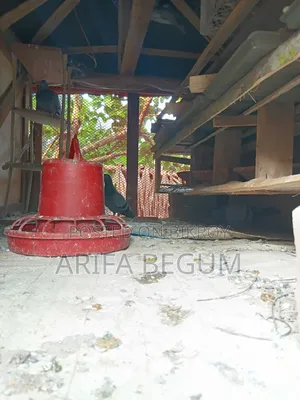 জালালি কবুতর