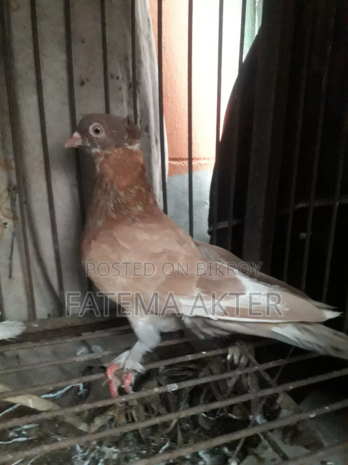 A Pigeon