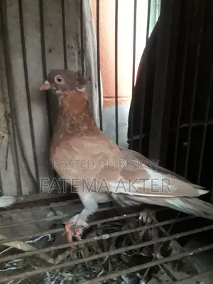 A Pigeon