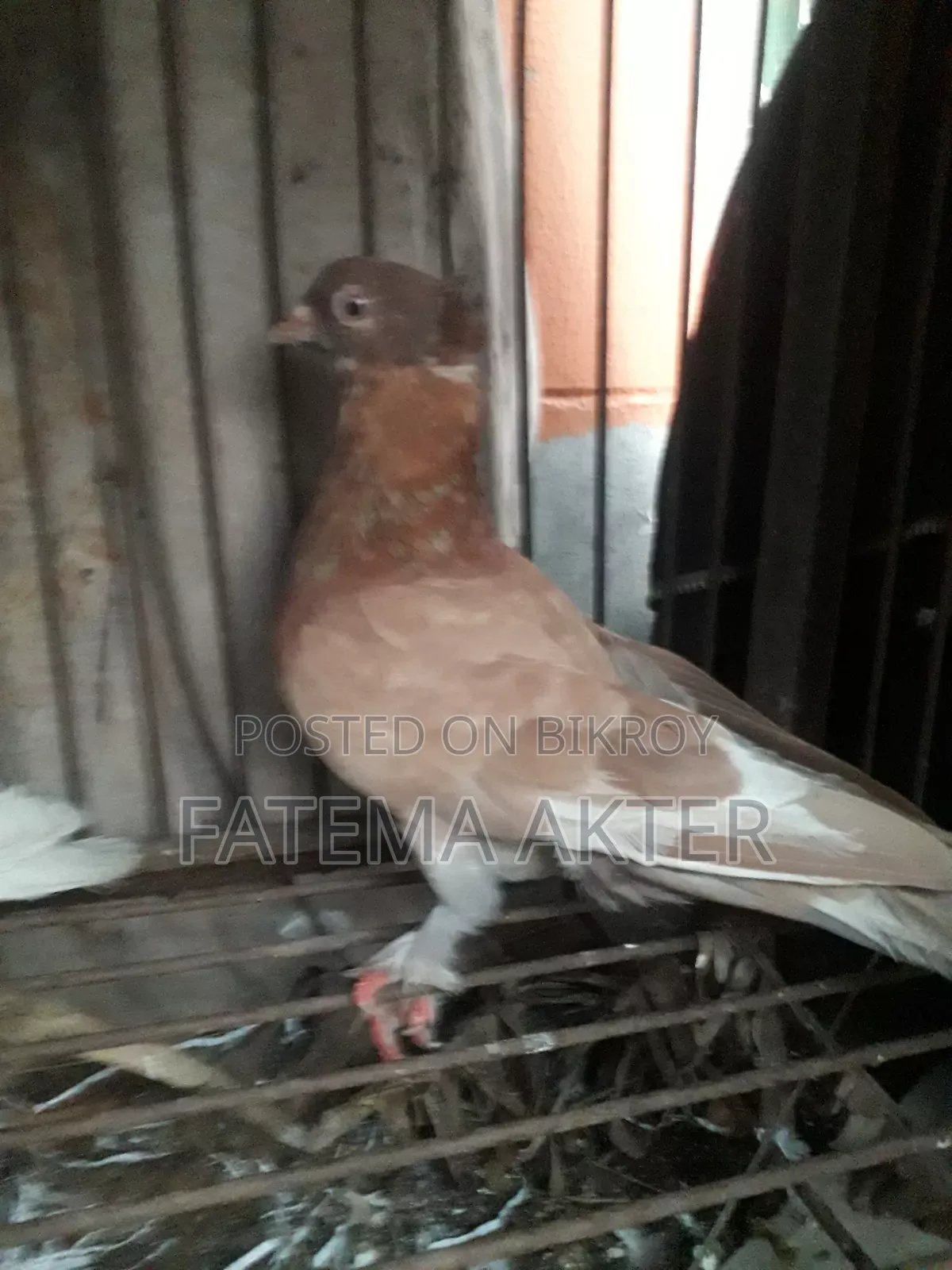 A Pigeon