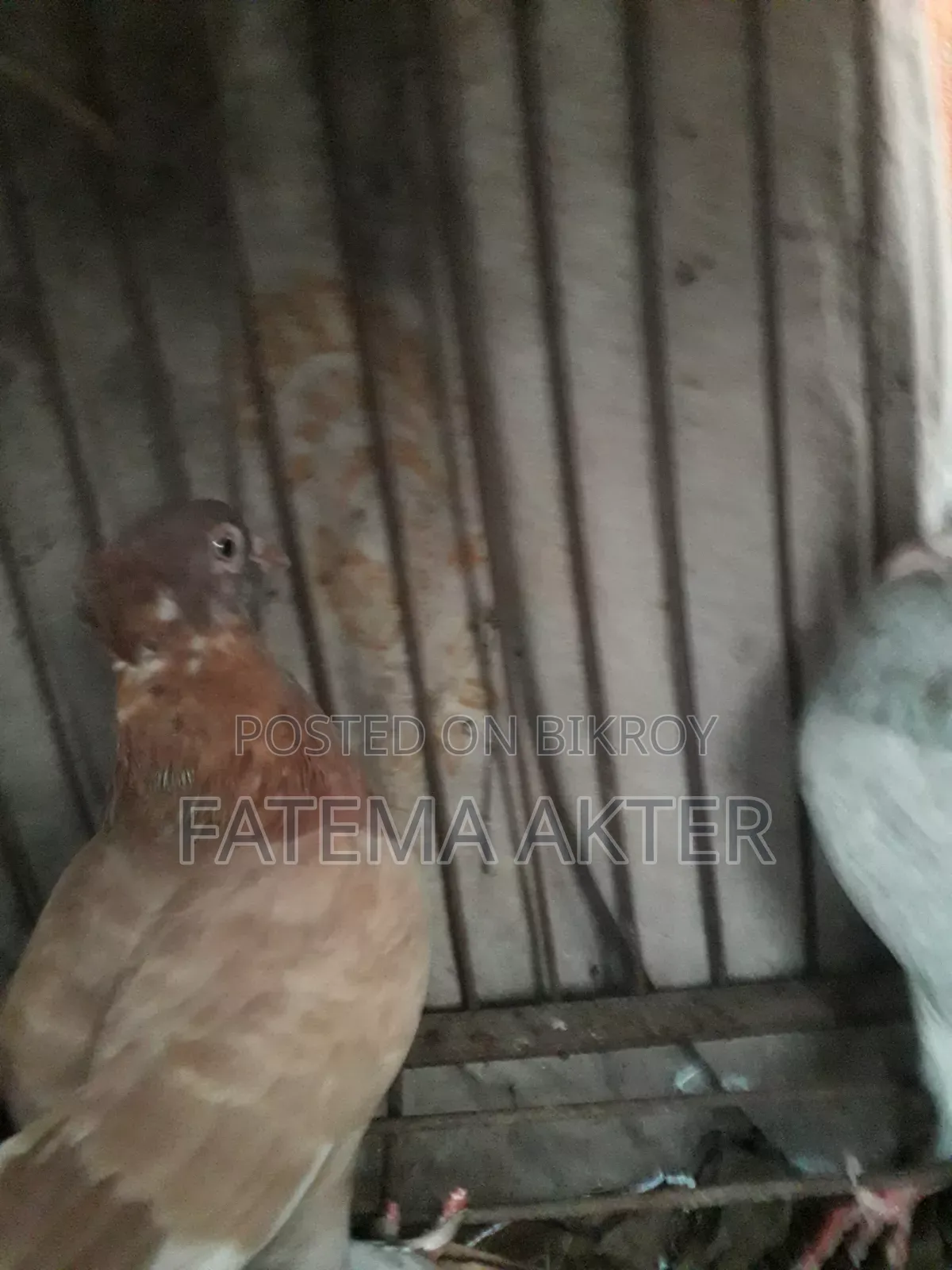A Pigeon