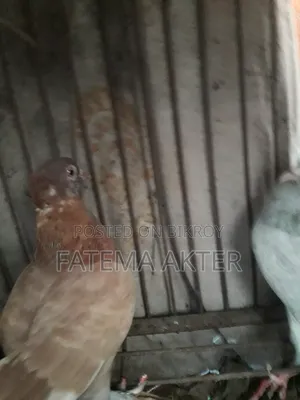 A Pigeon