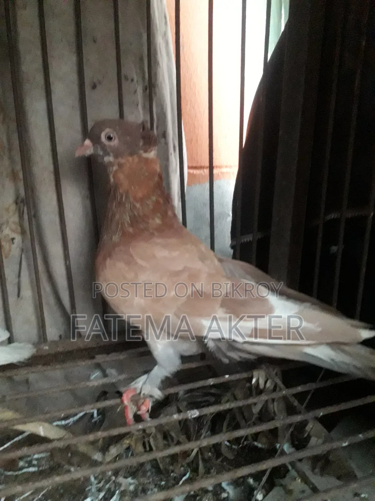 A Pigeon