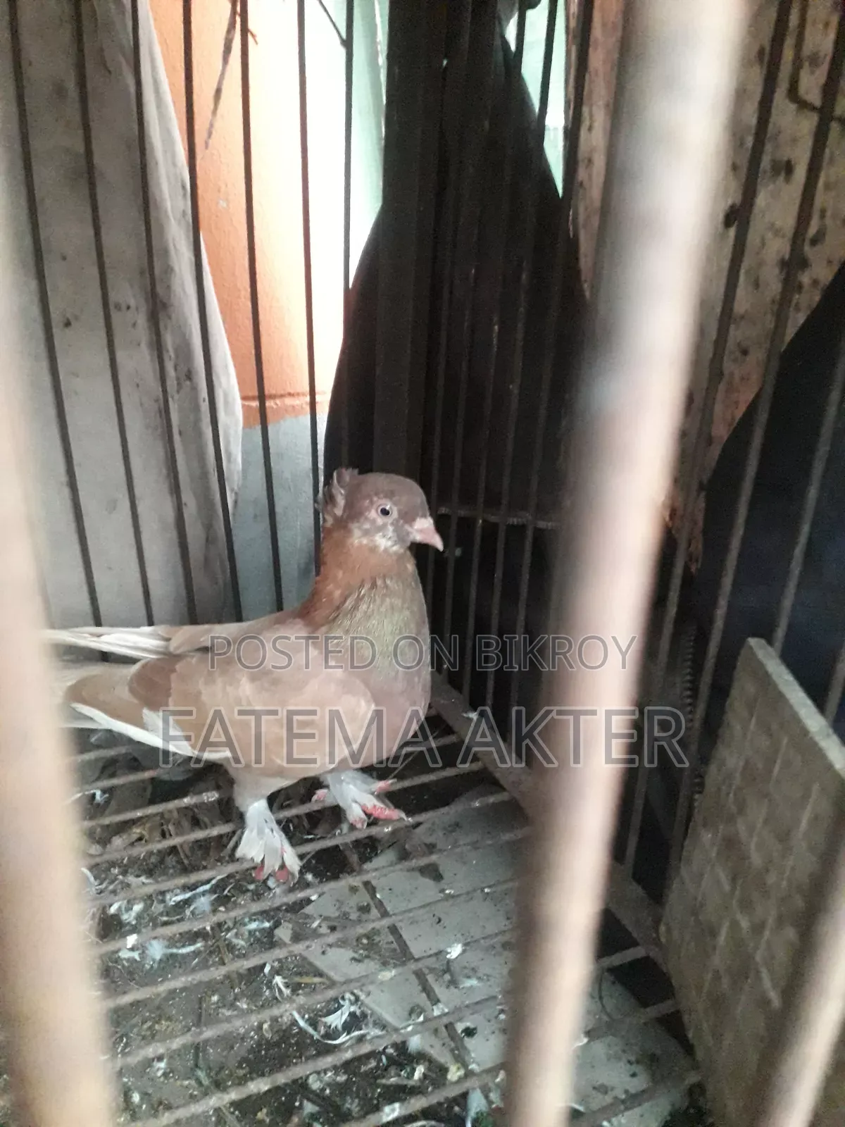 A Pigeon