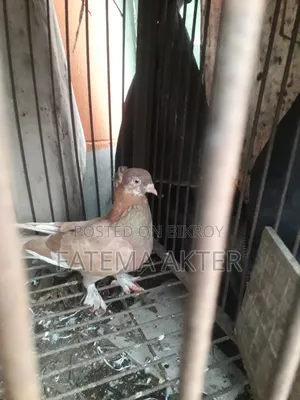 A Pigeon