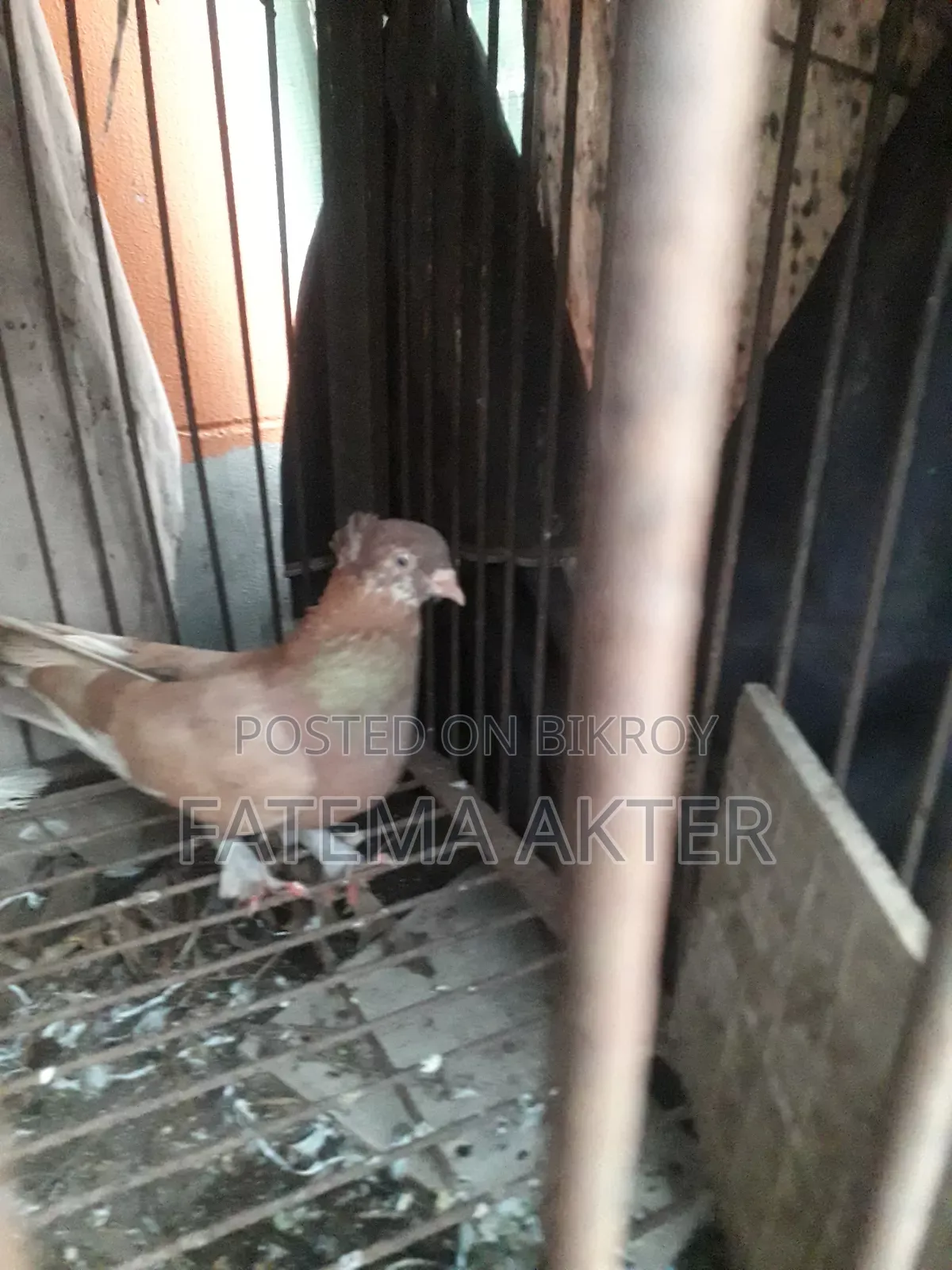 A Pigeon