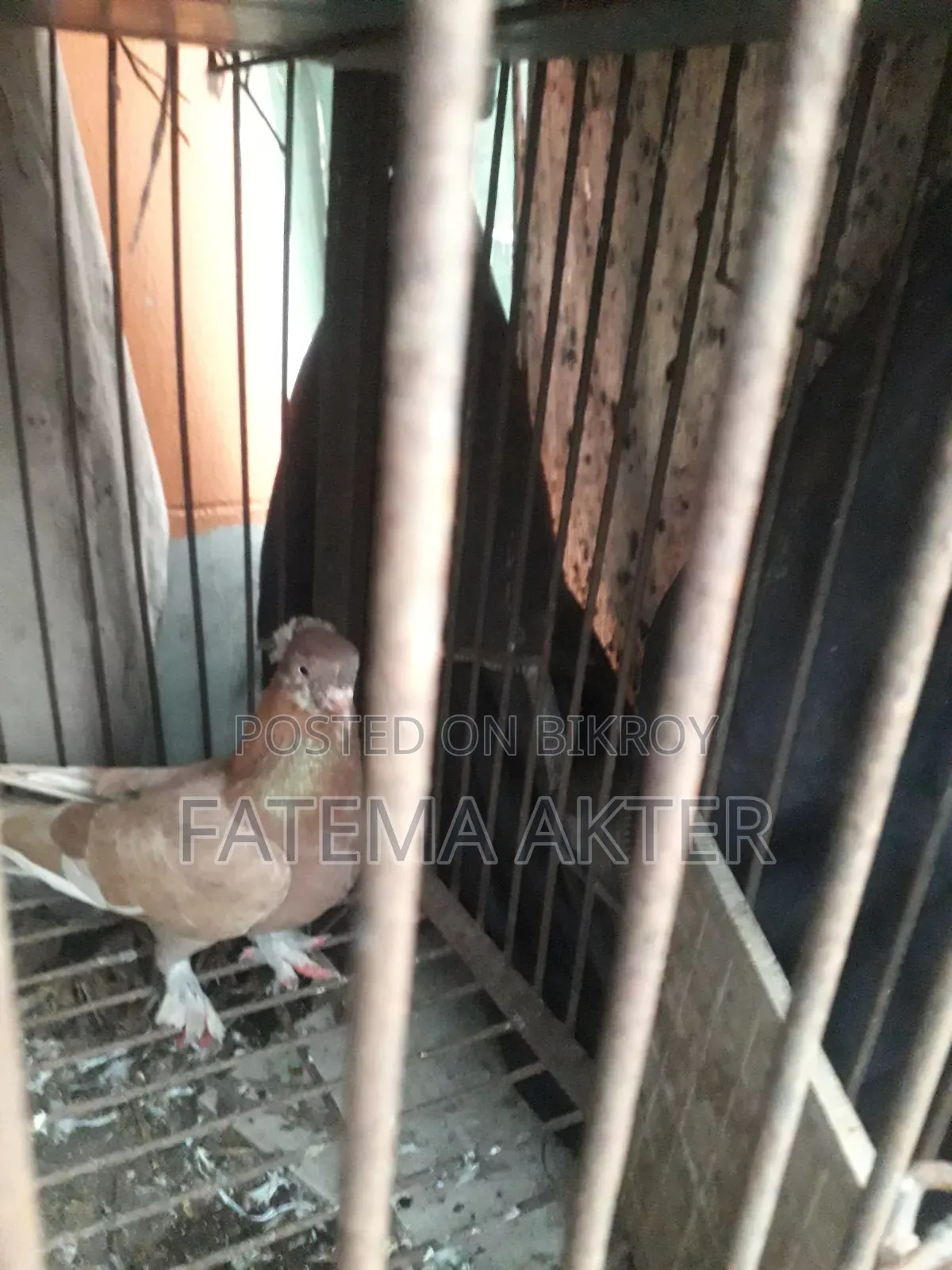 A Pigeon