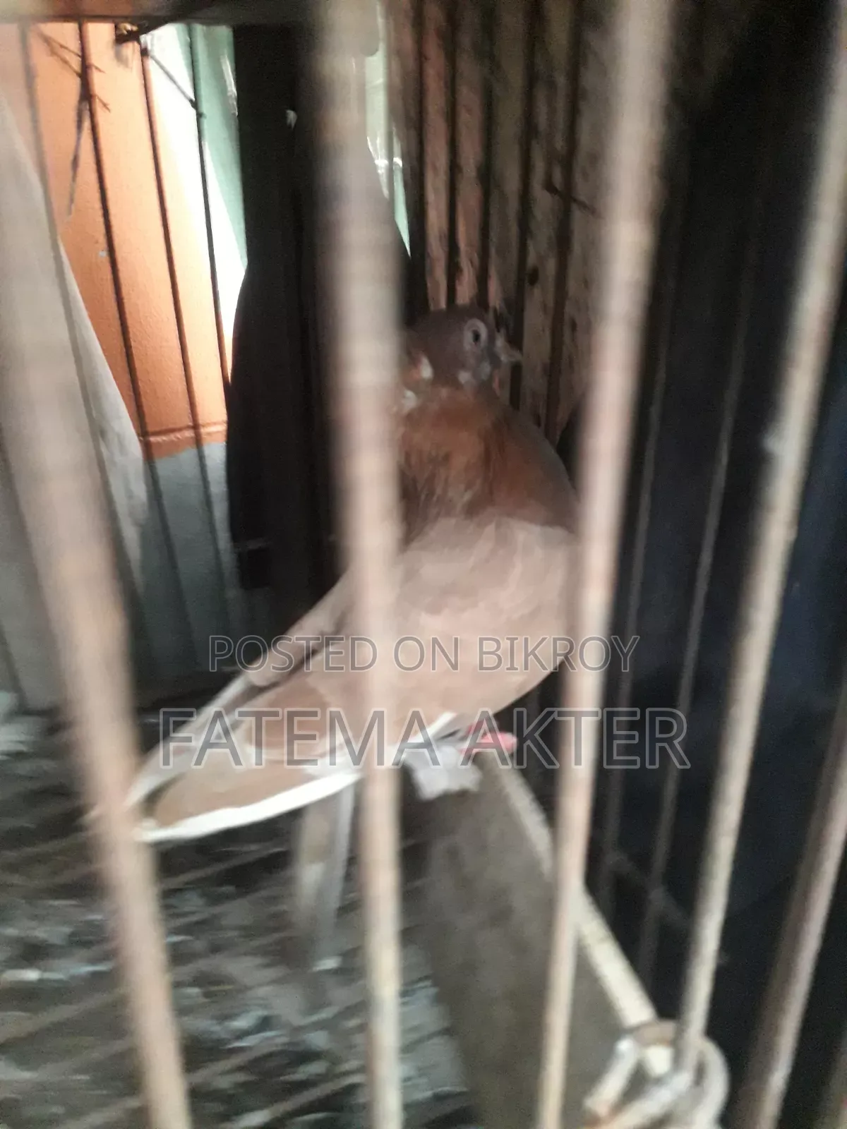 A Pigeon
