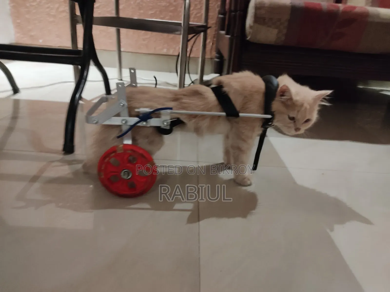 বিড়ালের হুইলচেয়ার