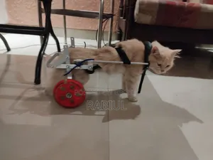 বিড়ালের হুইলচেয়ার