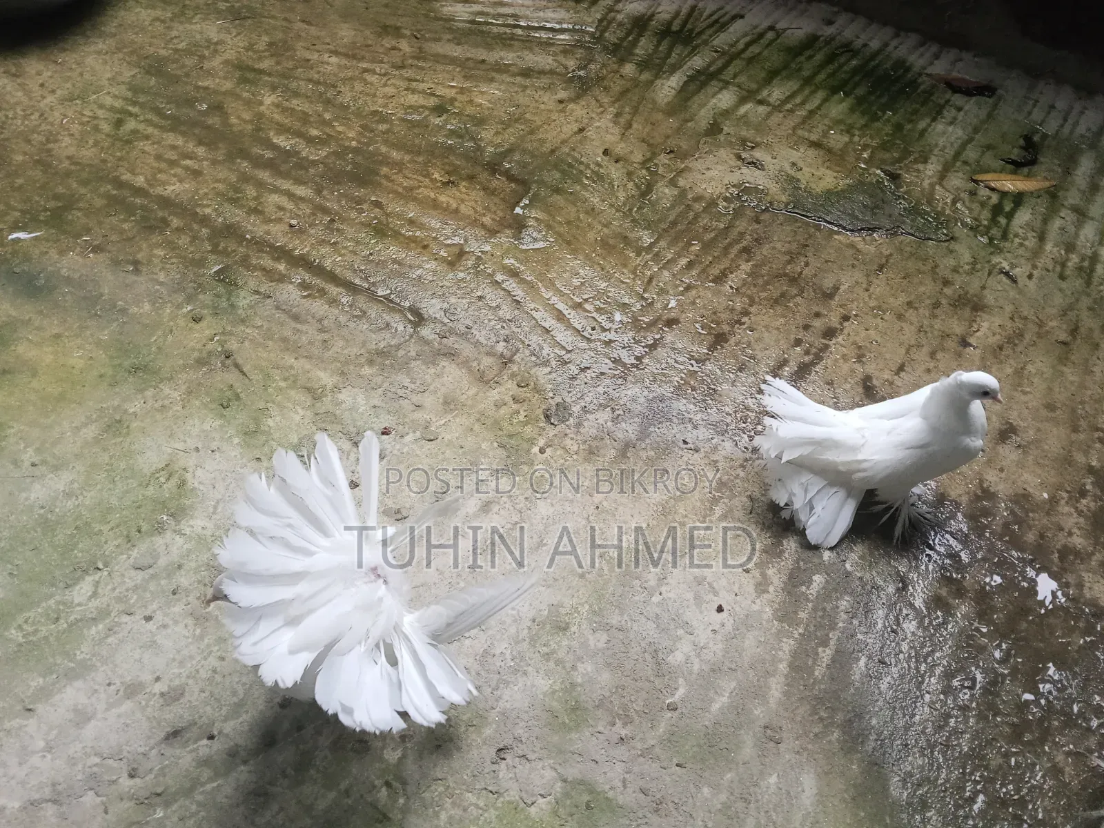 এক জুড়া লক্কা কবুতর।