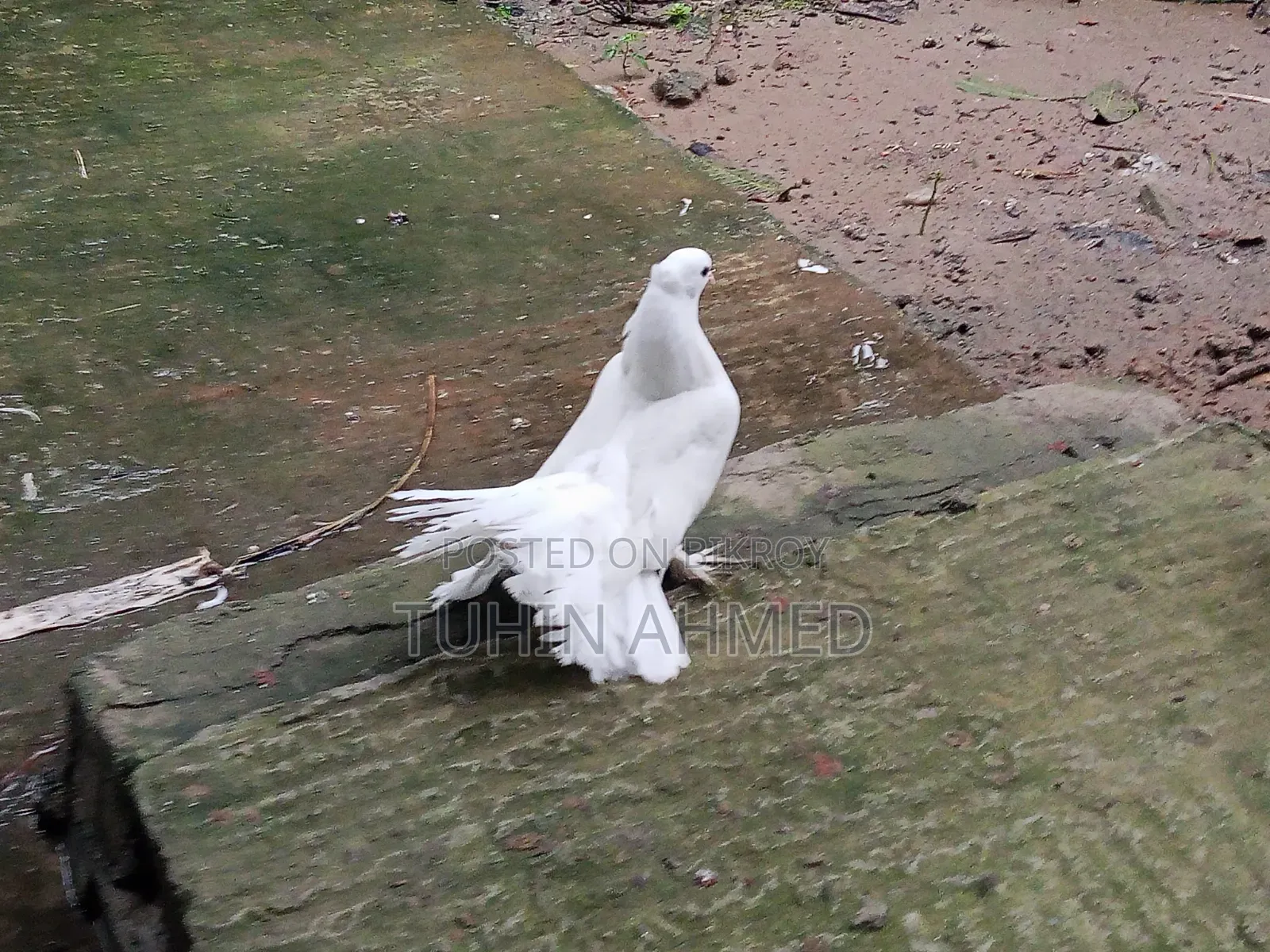 এক জুড়া লক্কা কবুতর।