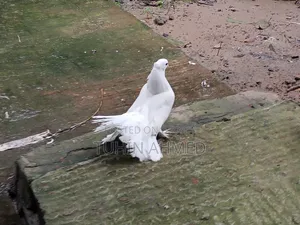 এক জুড়া লক্কা কবুতর।