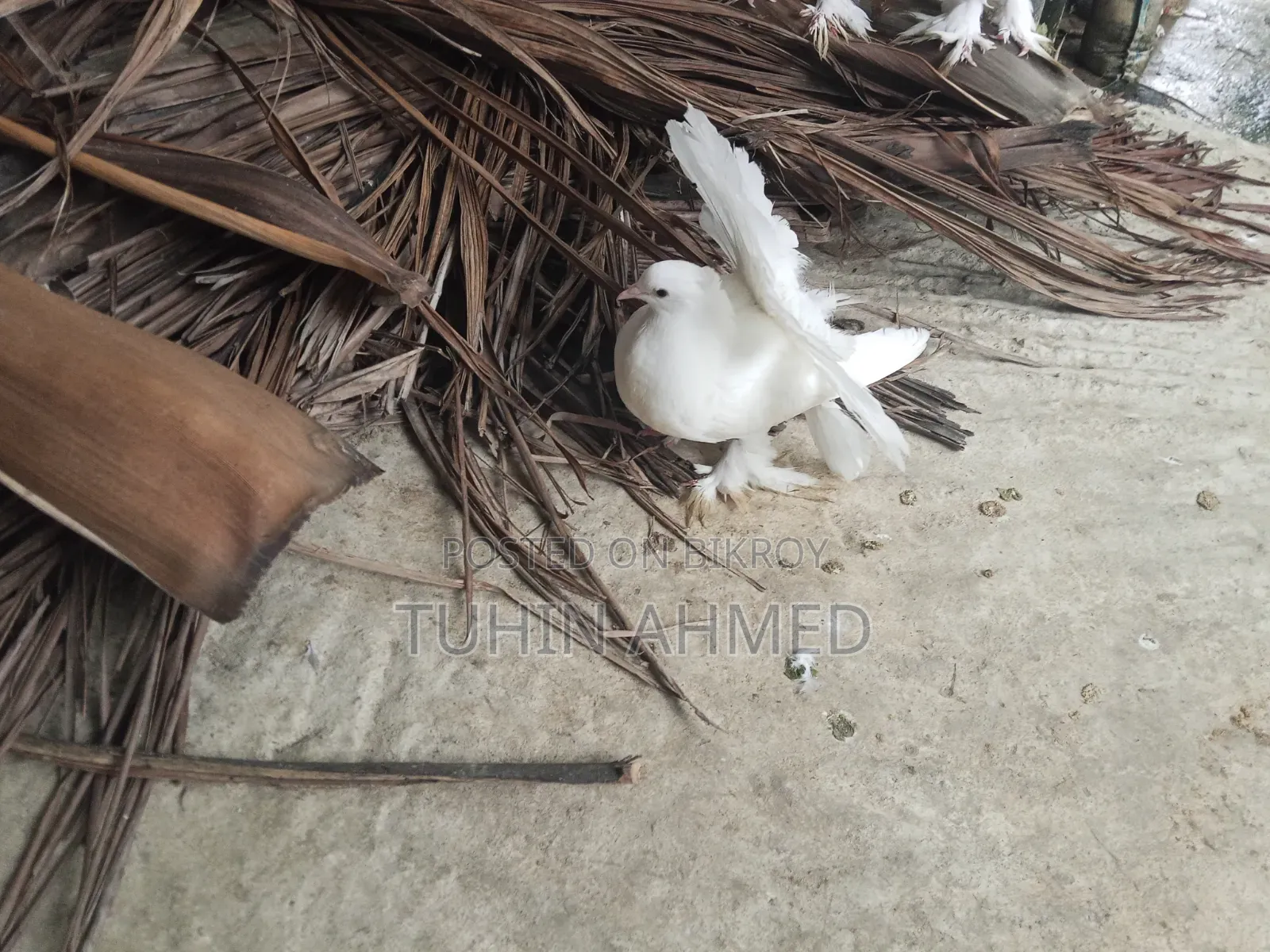 এক জুড়া লক্কা কবুতর।