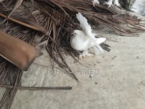 এক জুড়া লক্কা কবুতর।